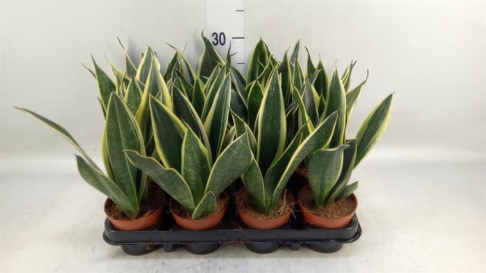 <h4>Sansevieria trifa.   ...</h4>