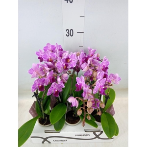 Phalaenopsis   ...mini