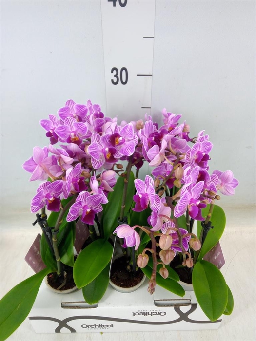 <h4>Phalaenopsis ...mini</h4>