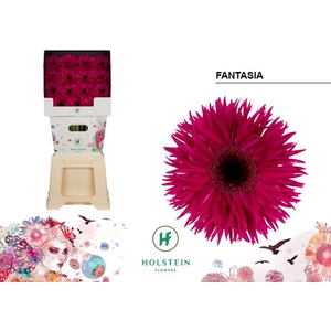 Gerbera Spider Fantasia Diamond