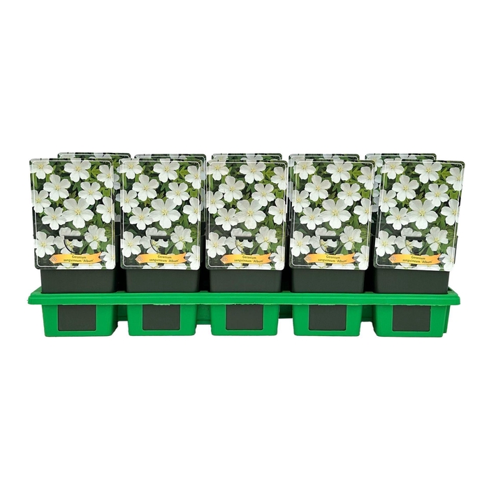 <h4>Geranium sanguineum Album</h4>