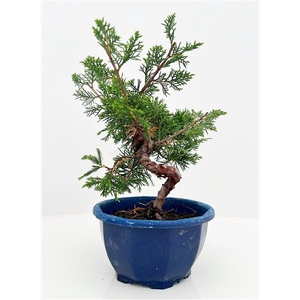 Juniperus chinensis, 13 cm, in blue trainingpot