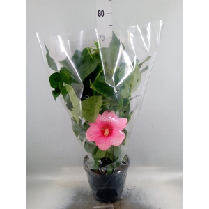 Hibiscus mosch. 'Extreme Hot Pink'