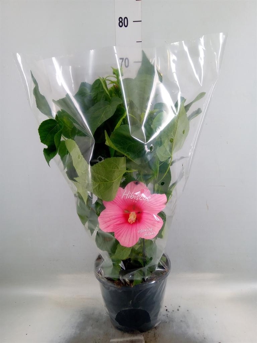 <h4>Hibiscus mosch. 'Extreme Hot Pink'</h4>