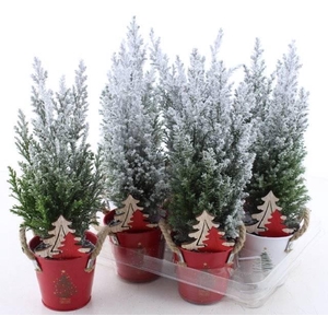 Chamaecyparis law. Ellwoodii 10Ø 36cm