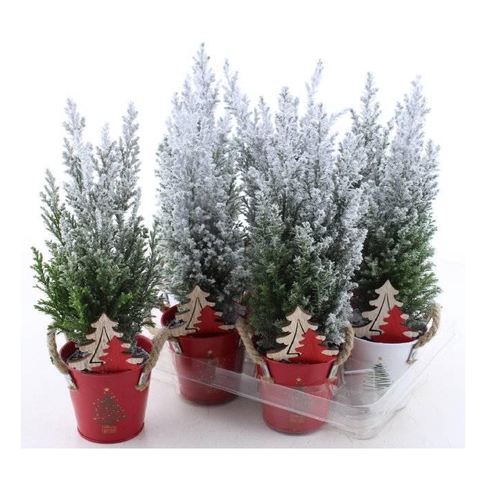 <h4>Chamaecyparis law. Ellwoodii 10Ø 36cm</h4>