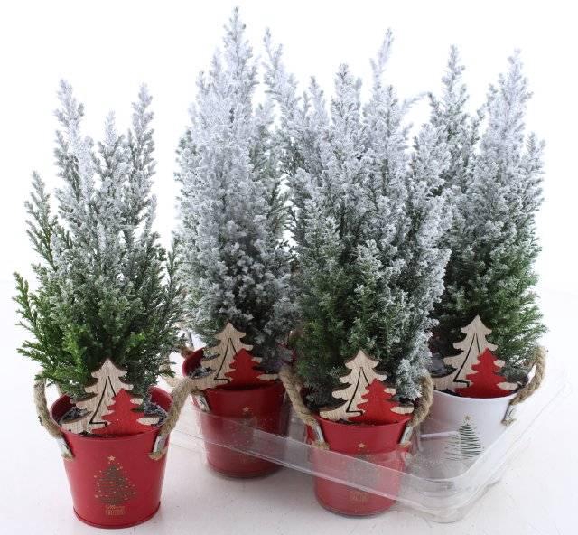 Chamaecyparis law. Ellwoodii 10Ø 36cm