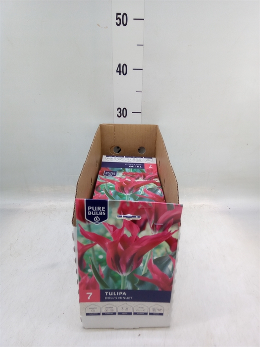 <h4>Tulipa   ...flowerbulbs</h4>