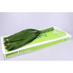 ASPIDISTRA GREEN OCEAN 70 CM GT