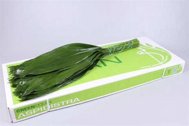ASPIDISTRA GREEN OCEAN 80 CM GT
