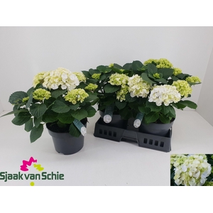 HYDR M CRYSTAL PALAC