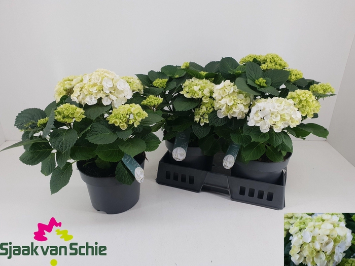 <h4>HYDR M CRYSTAL PALAC</h4>