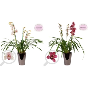 Cymbidium 3tak mix keramiek brons