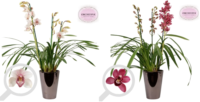 <h4>Cymbidium 3tak mix keramiek brons</h4>