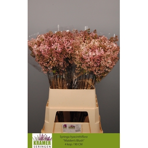 SYR HY MAIDENS BLUSH