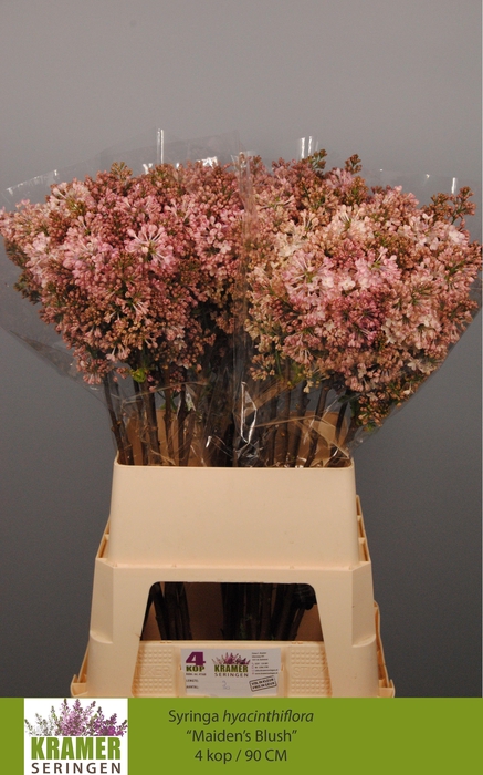 <h4>SYR HY MAIDENS BLUSH</h4>