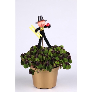 Oxalis deppei