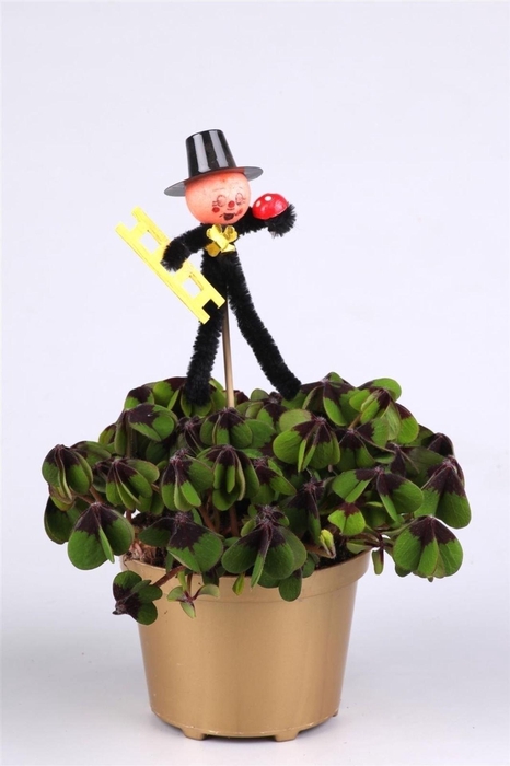 <h4>Oxalis deppei</h4>