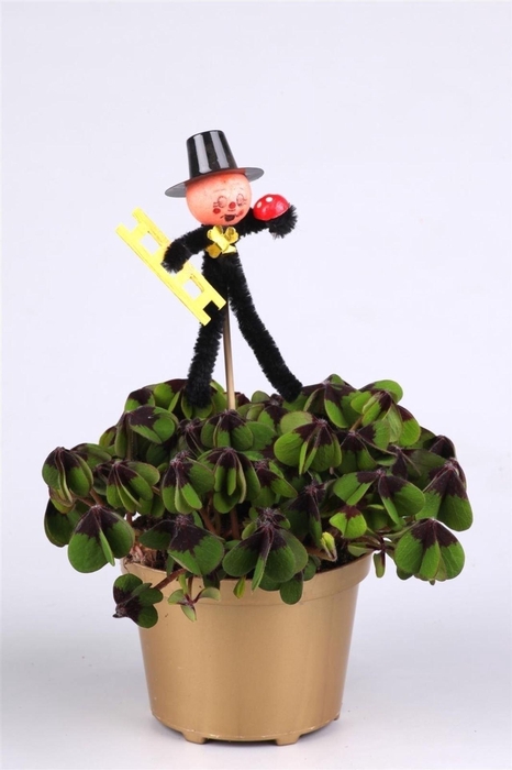 <h4>Oxalis deppei</h4>