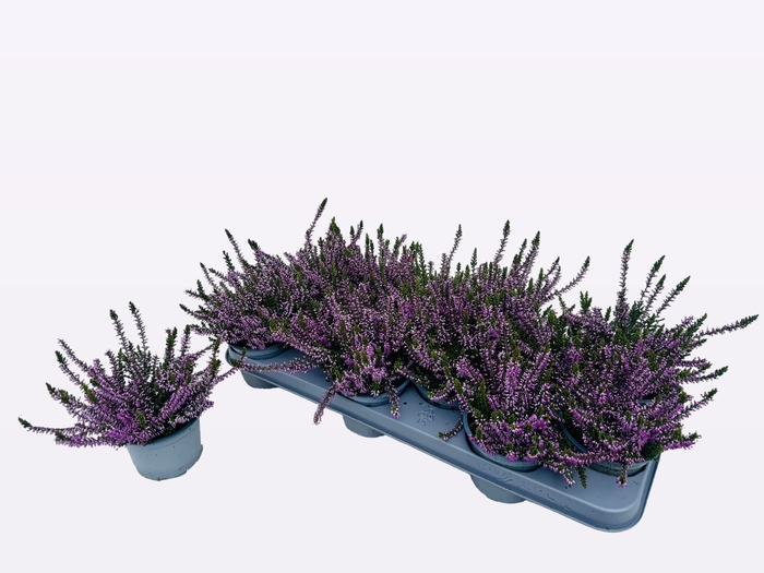 <h4>CALLU WIBOS GEM</h4>