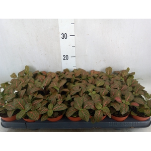 Fittonia verschaf. 'Joly Josan'