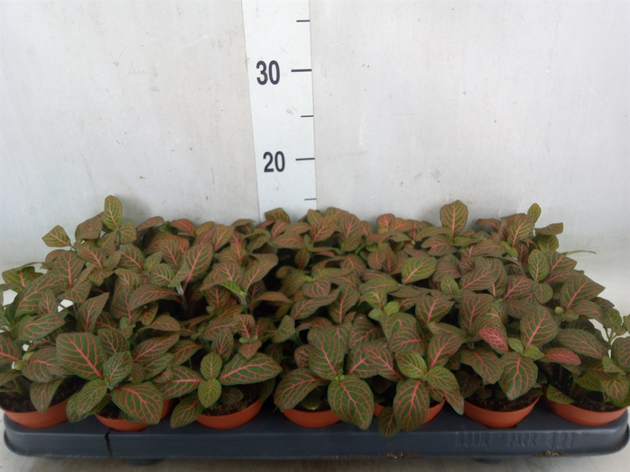<h4>Fittonia verschaf. 'Joly Josan'</h4>