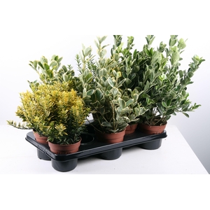 306 EB: Euonymus p13 mix soorten per tray