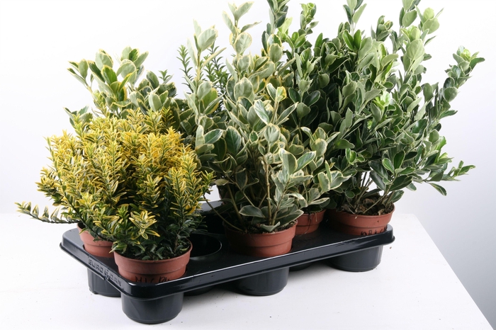 <h4>306 EB: Euonymus p13 mix soorten per tray</h4>