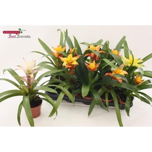 !! PROMO !! GUZMANIA MIX P12