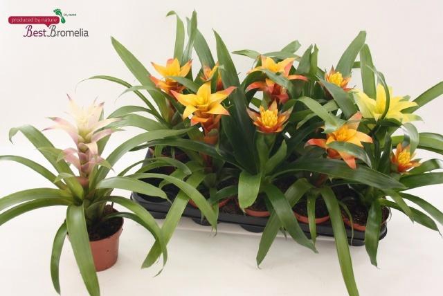 <h4>!! PROMO !! GUZMANIA MIX P12</h4>