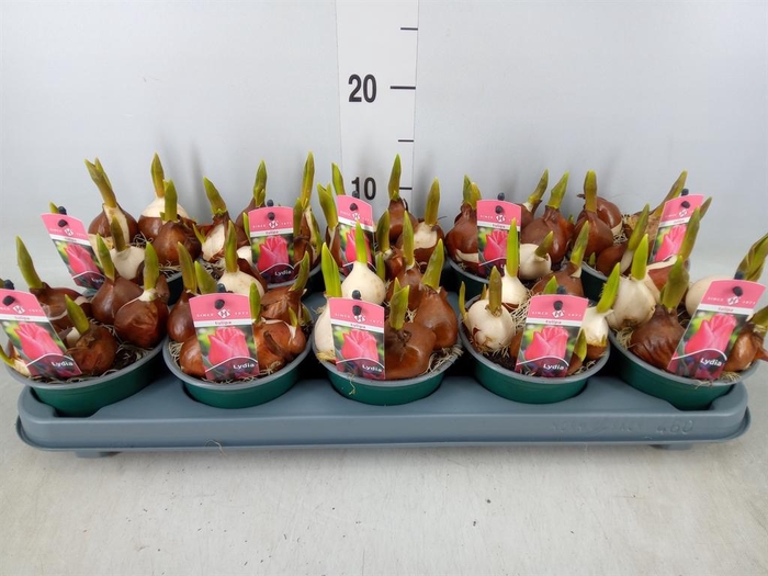 <h4>Tulipa DU ...</h4>