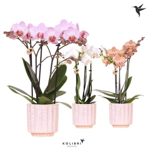 Kolibri Orchids Phalaenopsis mix 3 spike in Flow pot