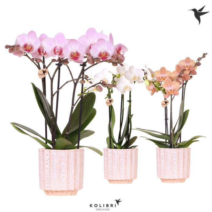 <h4>Kolibri Orchids Phalaenopsis mix 3 spike in Flow pot</h4>