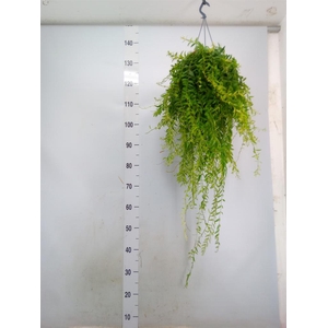 Aeschynanthus  'Japhrolepis'