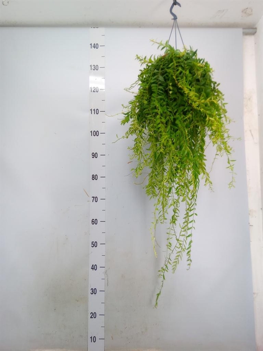 <h4>Aeschynanthus  'Japhrolepis'</h4>