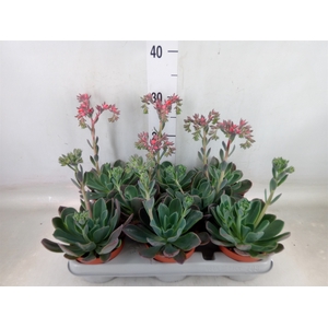 Echeveria  'Blue Prince'