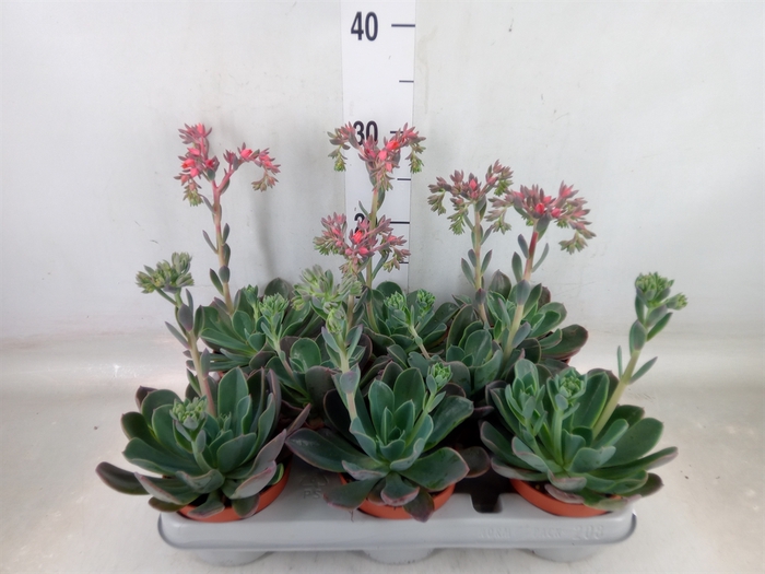 <h4>Echeveria  'Blue Prince'</h4>