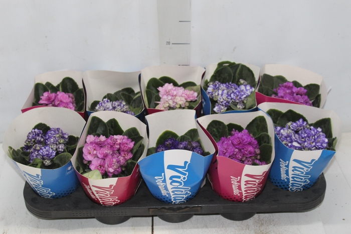 <h4>VIOLETA DOBRADA P11</h4>