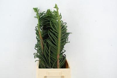 Araucaria araucana