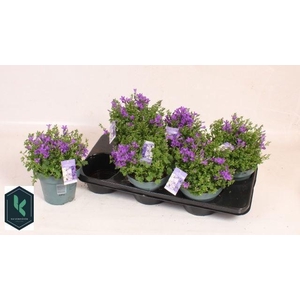 Campanula porten.