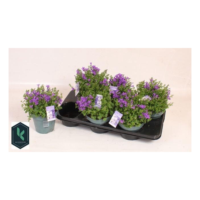 <h4>Campanula porten.</h4>