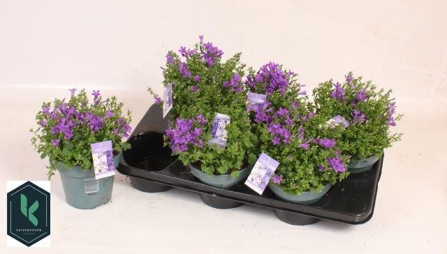 Campanula porten.