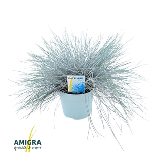Festuca glauca Intense Blue®