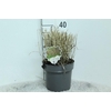 Panicum Virgatum Totem Pole Bloodbrothers