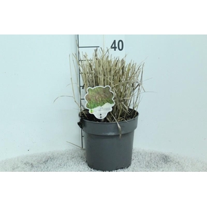 Panicum Virgatum Totem Pole Bloodbrothers