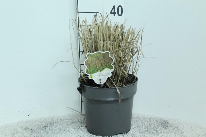 Panicum Virgatum Totem Pole Bloodbrothers