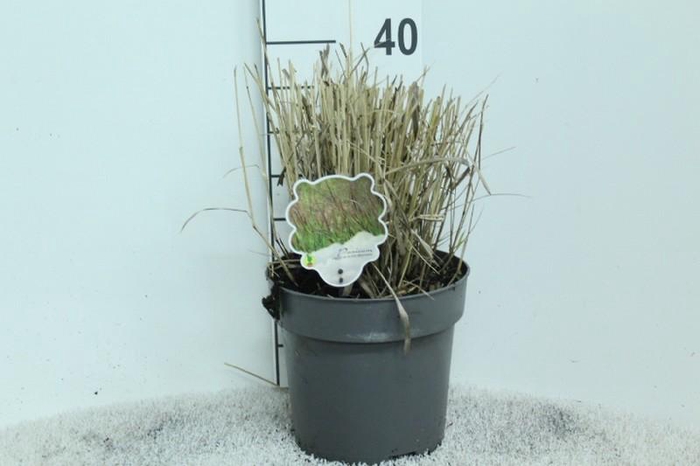 Panicum Virgatum Totem Pole Bloodbrothers