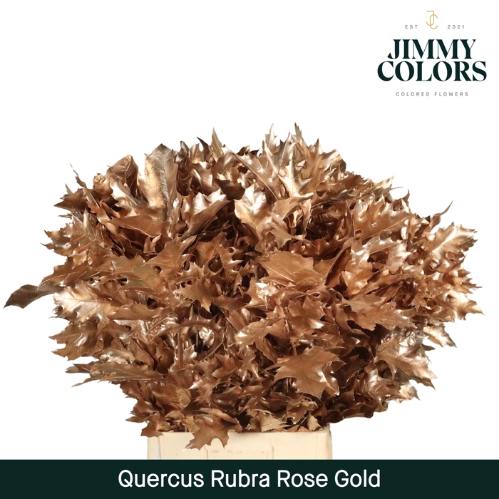 Quercus Rubra L80 Rose goud