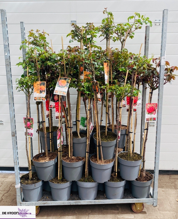 <h4>Rosa St Ov Mixkar</h4>