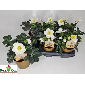 Hell Ni Chr Carol P12